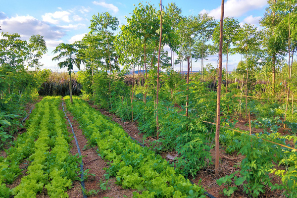 Garden with rows of trees, rows of vegetables, and rows of plants, all spaced out and orderly. 